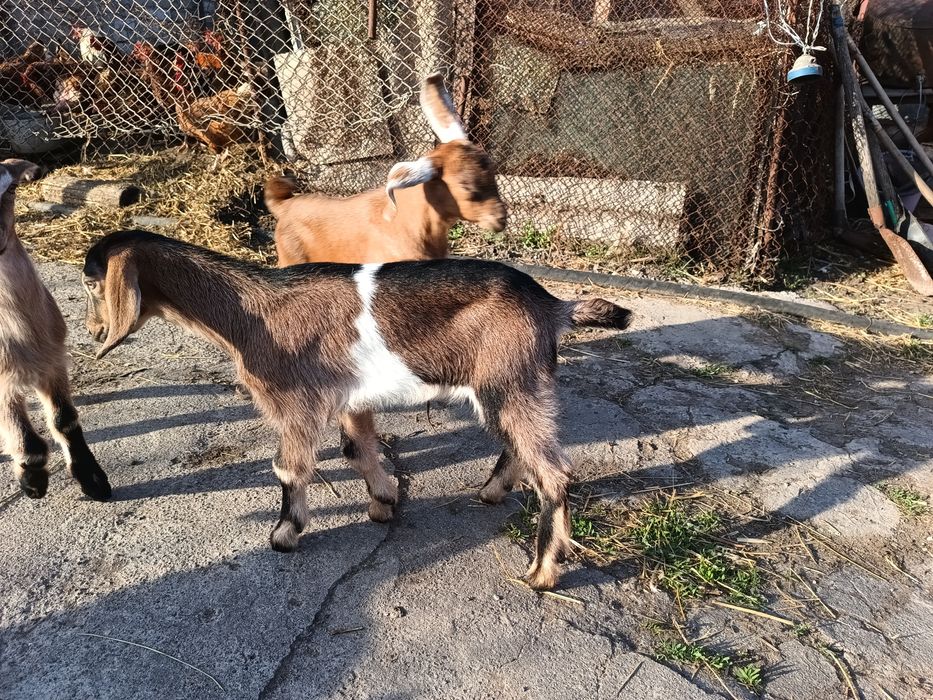 Продам козликів, козочка англо-нубійців
