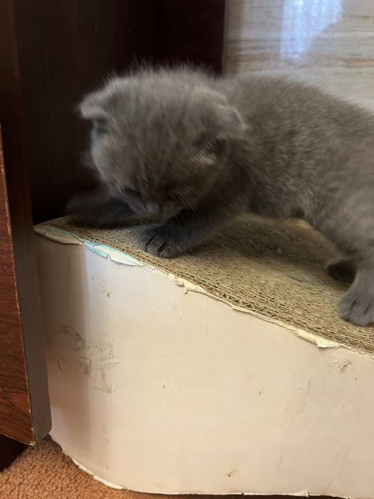 Шотландське вісловухе кошеня