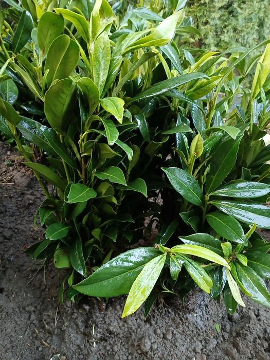 Laurowisnia  cacasica 60-70 cm  25 zl