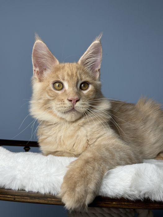 Ласковый лев мальчик мейн кун 3.5 месяца