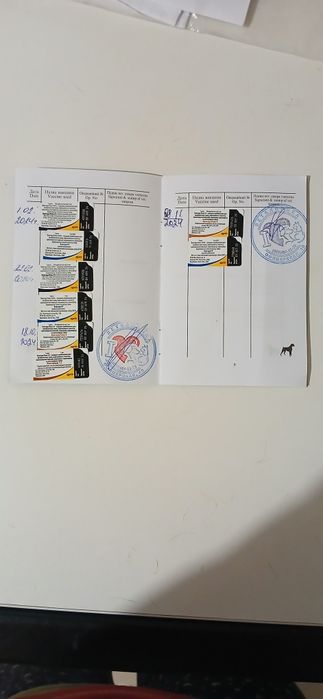 ВЯ'ЗКА !!! Читати уважно.  Чихуахуа наречений шукає наречену