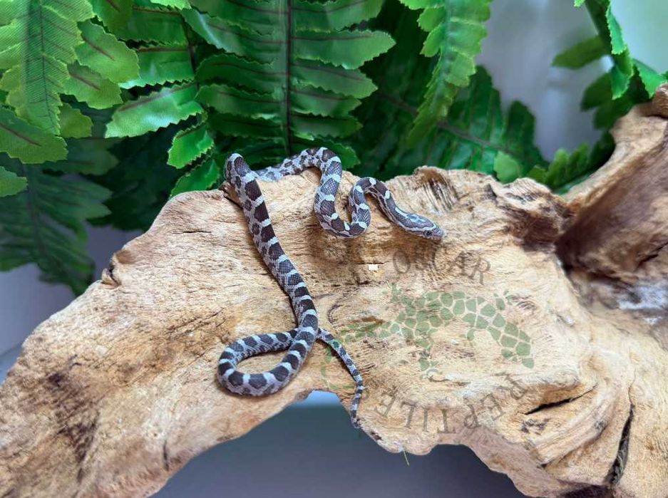 Wąż zbożowy węże zbożowe Słupsk