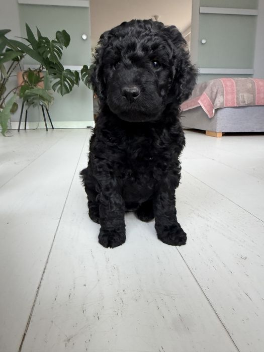 Śliczna suczka GOLDENDOODLE (mocny skręt)