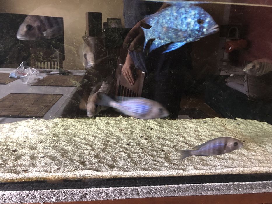 Placidochromis phenochilus Tanzania - Pyszczak Malawi
