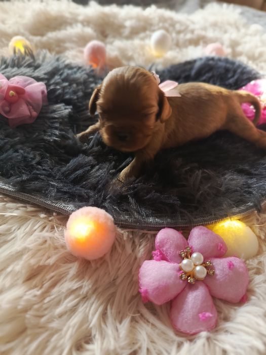 Cavalier King Charles spaniel Zapowiedź miotu