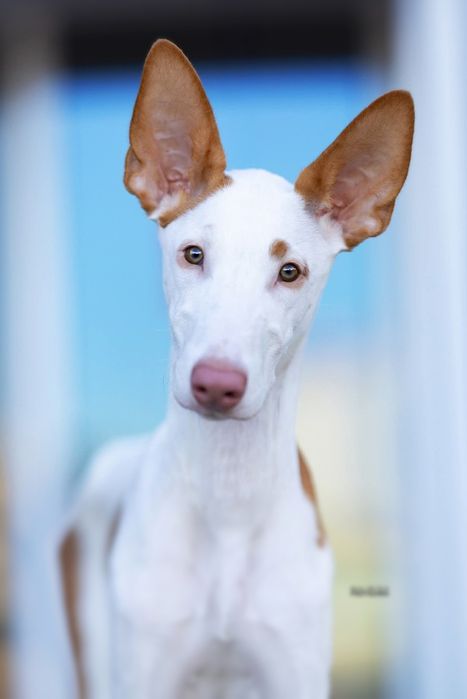 Ibizan Hound com 3 meses