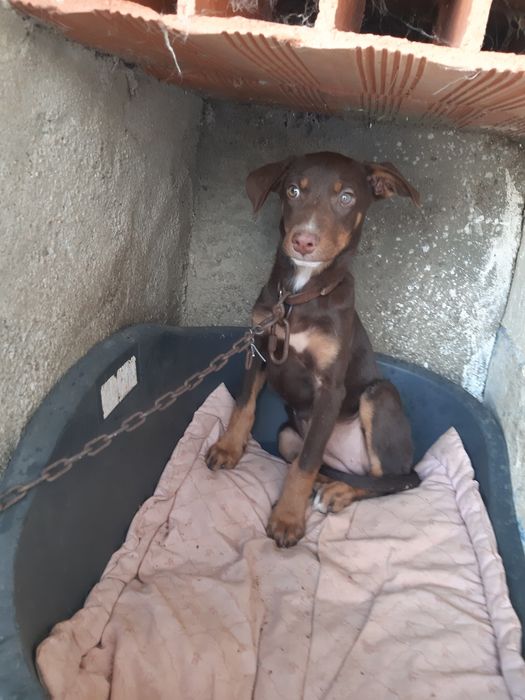 Cadela bordel coler