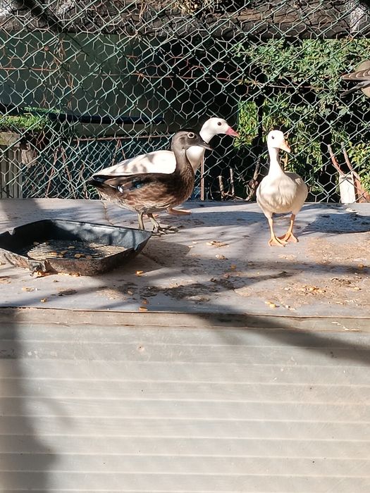 Patos mandarim branco ho