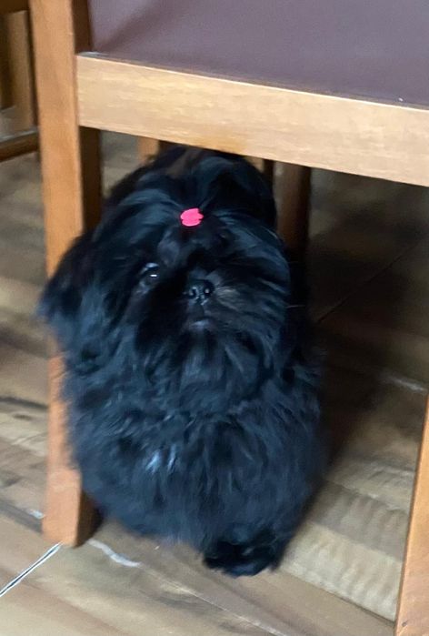 Shih Tzu  czarna sunia zkwp gotowa do odbioru