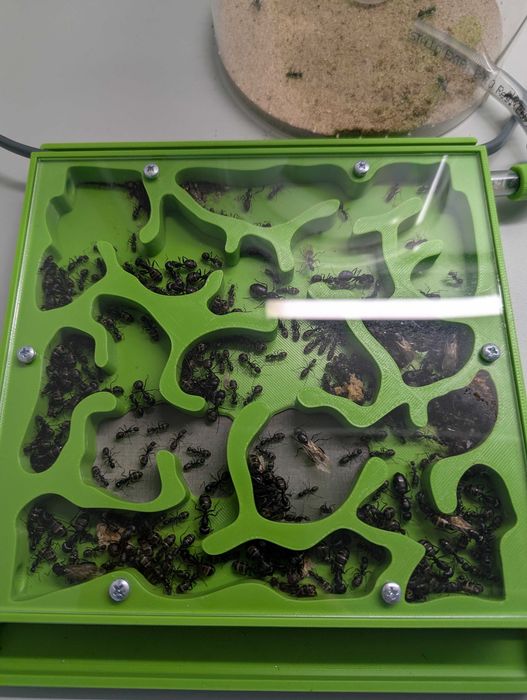 Mrówki Camponotus Japonicus