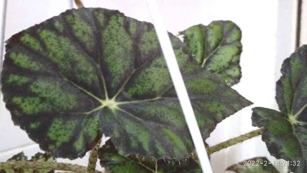 Бегония декоративно-лиственная