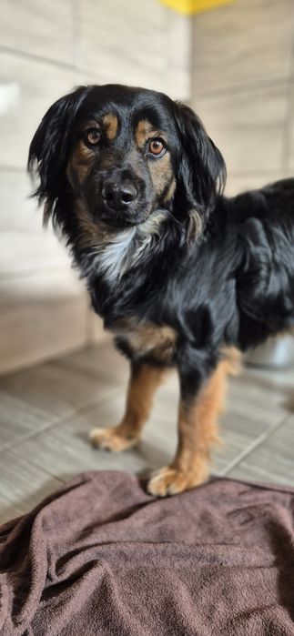 Piesek okolo 2 lata