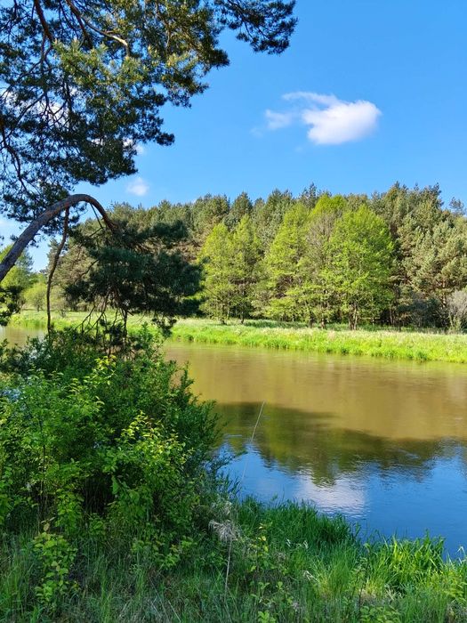 Okazja! Działka z WZ blisko Pilicy i lasu – prąd jeszcze w tym roku