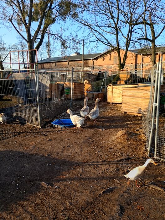 Jajka lęgowe od gesi