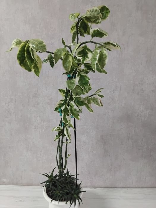 Педилантус комнатный цветок