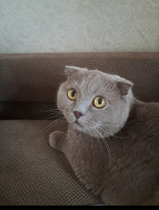 Передержка животных