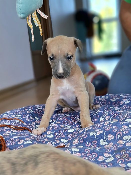 Chart angielski whippet piesek