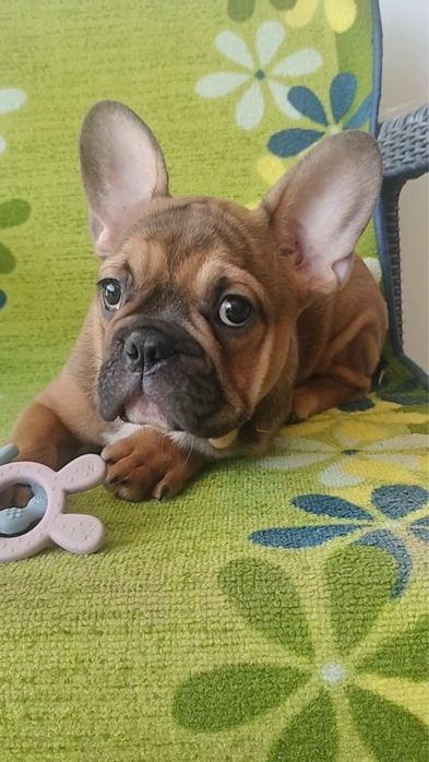 Bulldog frances  blak tan lindissimo