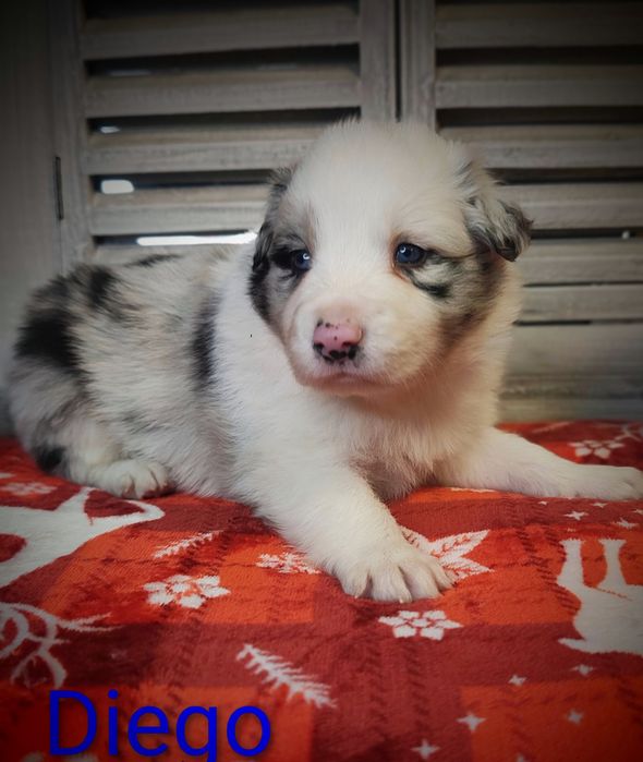 Border collie piesek Blue merle przebadani rodzice