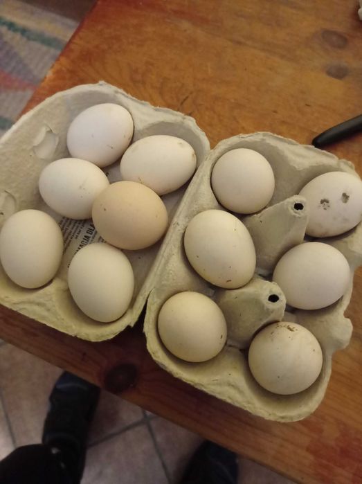 Jajka silek oryginały