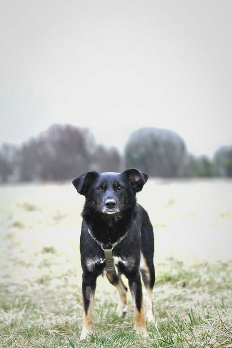 Lulu - młoda i wrażliwa suczka szuka kochającego domu