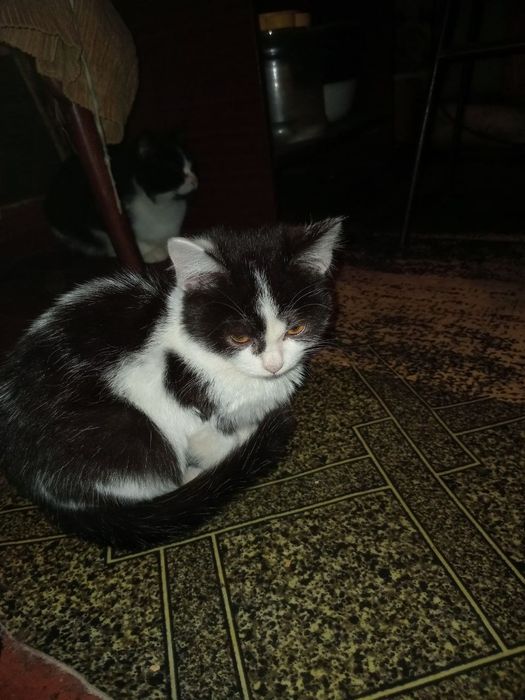 Кошеня Сіма 4 міс+безкоштовна стерилізація