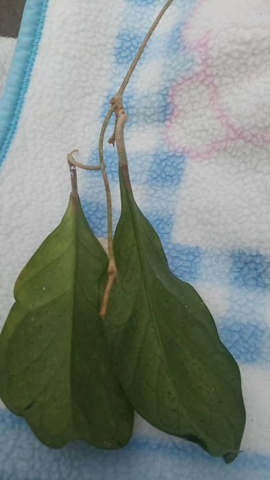 Hoya Viola. hoja.