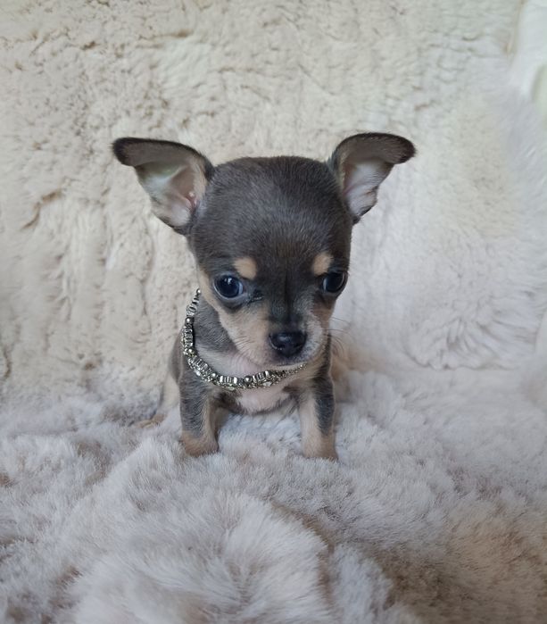 Chihuahua piesek