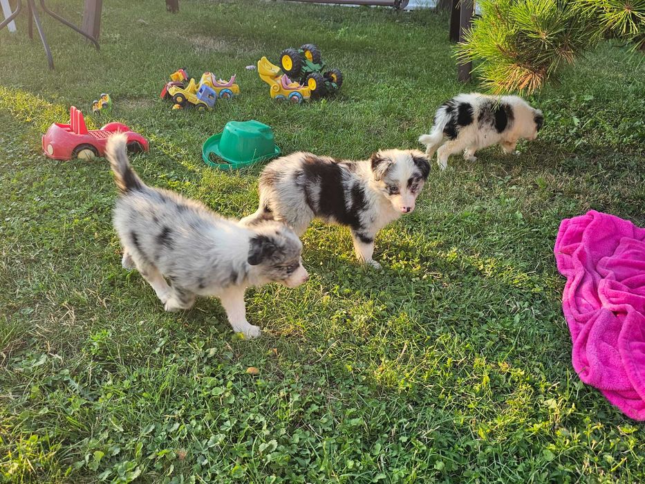 Border collie - śliczne