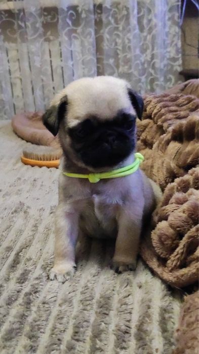 Щенок Мопс продам