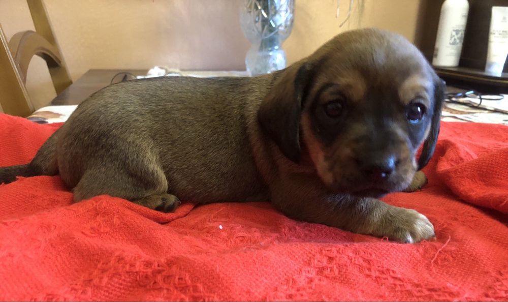 Отдам щенков таксы