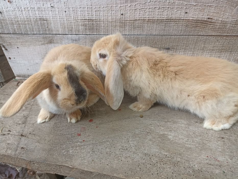 Кролики фб арлекин і рен