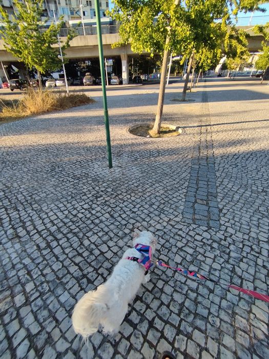 Passeamos com seu Pet