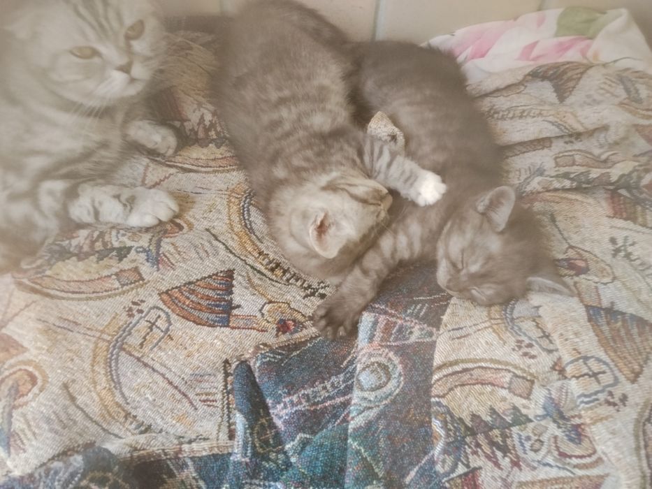 Продам котіков кошичка і котік по 2месеца