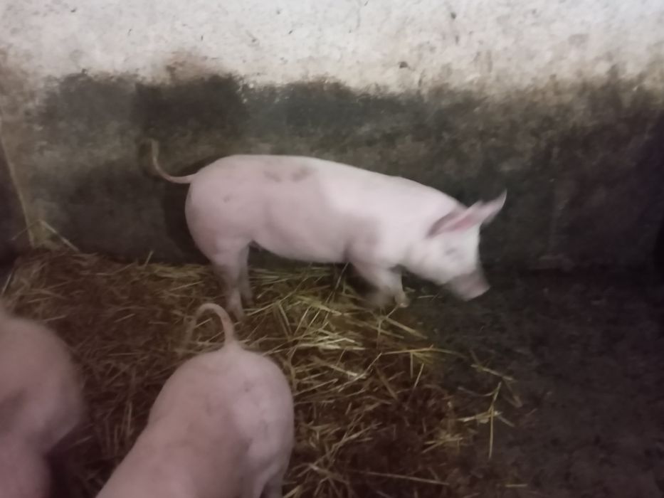 Поросята на плем'я.Льошки на свиноматки. Ремонтні льошки Ф1.