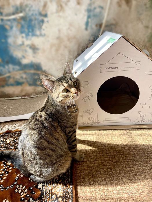 Котик в добрi руки