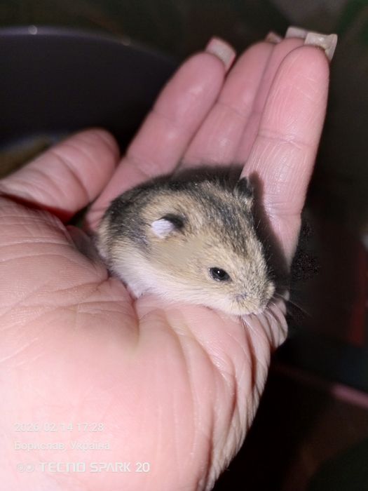 Продам хом'яків джунгариків