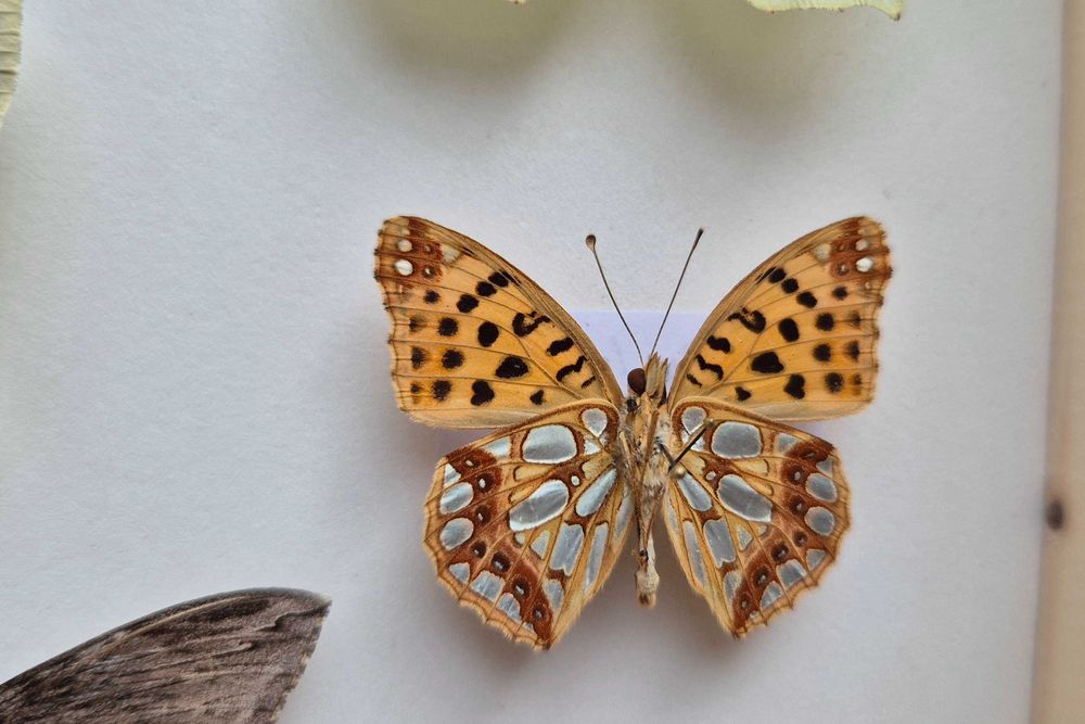 Gablotka motyle ćmy krajowe Papilio machaon i inne na ścianę