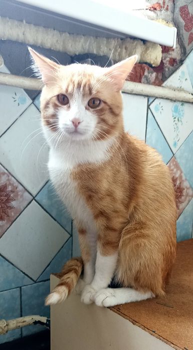 Отдам рыже-белого кота, 2 года