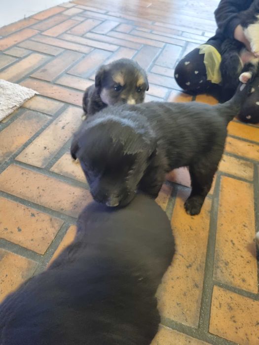 Oddam za darmo pieski