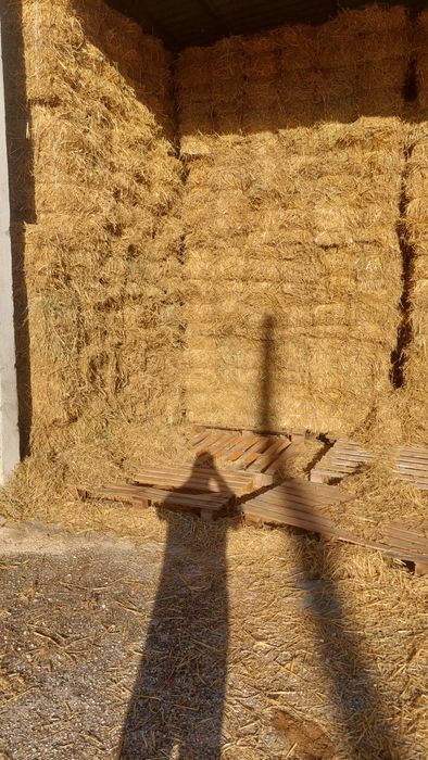 Fardos Palha de Cevada