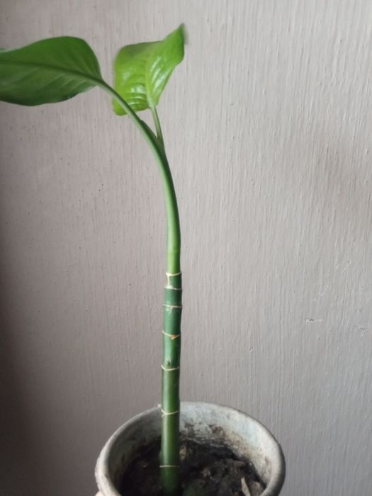 Растение комнатные продам срочно