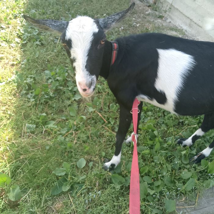 Козу продаю козу