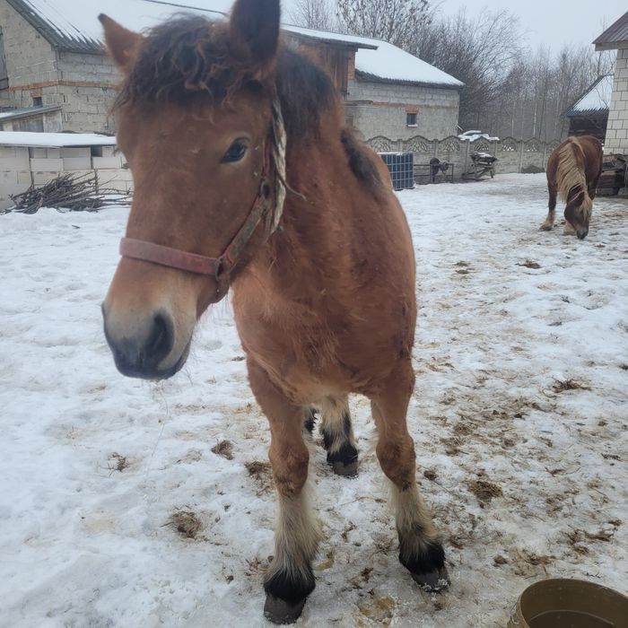 Sprzedam źrebice zimnokrwistą 6mc