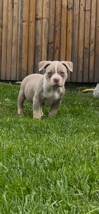 Samiec American bully ABKC