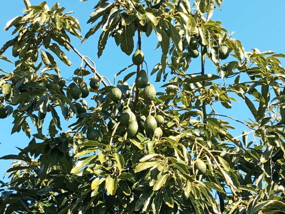 Abacates caseiros – Variedade Hass (100% naturais)