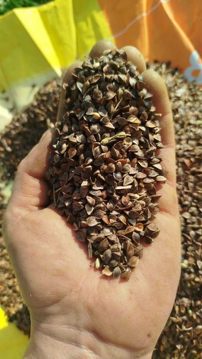 Tatarka gryka do siewu