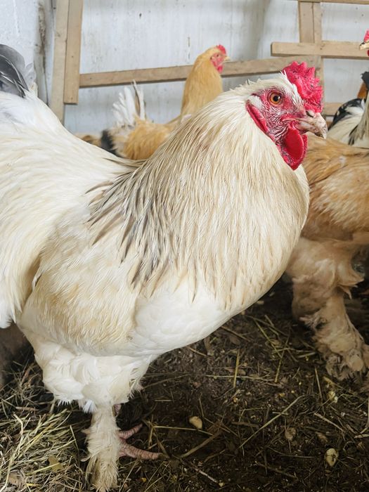Koguty Brahma  Duze zdrowe