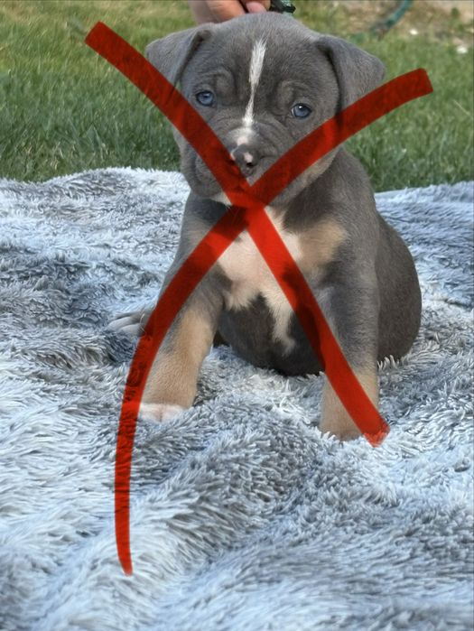 Genialne szczeniaki Amstaff z rodowodem.