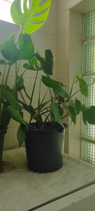 Монстеры два вида